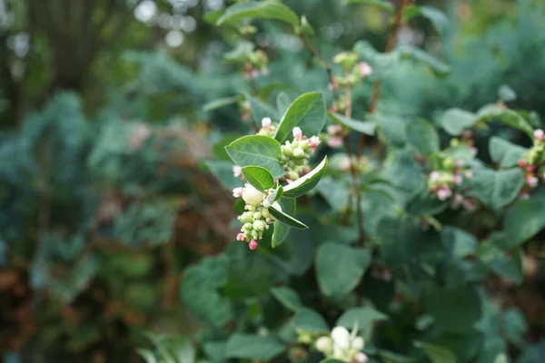 Albumy Symphoricarpos Gatunek Rośliny Kwitnącej Rodzinie Wiciokrzewów Znanej Pod Wspólną — Zdjęcie stockowe