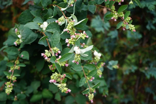 Symphoricarpos Albus Druh Kvetoucí Rostliny Rodiny Zimolezu Známé Pod Obecným — Stock fotografie