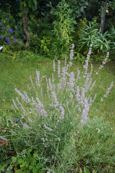 Blommande Lavendelbuske Trädgården Augusti Lavandula Lavendel Art Blommande Växter Myntfamiljen — Stockfoto
