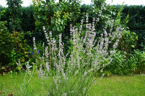 Fleurissement Lavande Dans Jardin Août Lavandula Est Une Espèce Amphibiens — Photo