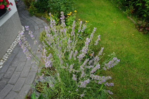 Floreciente Arbusto Lavanda Jardín Agosto Lavandula Una Especie Planta Fanerógama — Foto de Stock