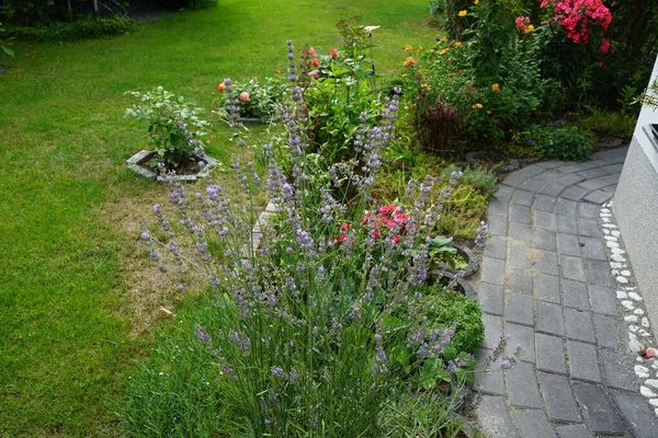 Floreciente Arbusto Lavanda Jardín Agosto Lavandula Una Especie Planta Fanerógama —  Fotos de Stock