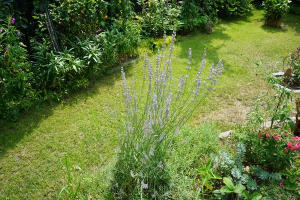 Floreciente Arbusto Lavanda Jardín Agosto Lavandula Una Especie Planta Fanerógama — Foto de Stock