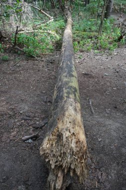 Ormandaki devrilmiş bir ağacın kökü. Ağustosta güzel bir orman manzarası. Berlin, Almanya