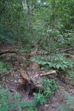 Ormandaki devrilmiş bir ağacın kökü. Ağustosta güzel bir orman manzarası. Berlin, Almanya