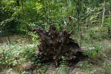 Ormandaki devrilmiş bir ağacın kökü. Ağustosta güzel bir orman manzarası. Berlin, Almanya