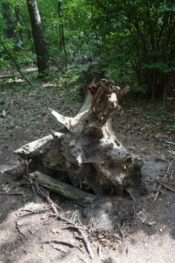 Ormandaki devrilmiş bir ağacın kökü. Ağustosta güzel bir orman manzarası. Berlin, Almanya