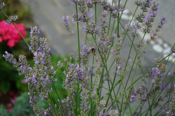 Abelha Flores Lavanda Jardim Agosto Lavandula Uma Espécie Planta Com — Fotografia de Stock