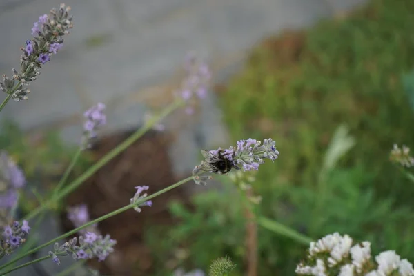 8月に庭のラベンダーの花にバンブルビー ラバンドゥラ Lavandula ラベンダーと呼ばれるミント科ラミア属の植物です ドイツ ベルリン — ストック写真