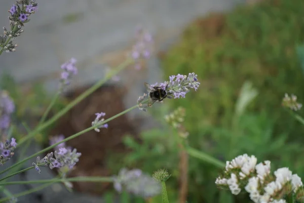 8月に庭のラベンダーの花にバンブルビー ラバンドゥラ Lavandula ラベンダーと呼ばれるミント科ラミア属の植物です ドイツ ベルリン — ストック写真