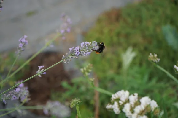 八月在花园里的薰衣草花上挂着大黄蜂 薰衣草 Lavandula 俗称薰衣草 是薄荷植物科的一种开花植物 德国柏林 — 图库照片