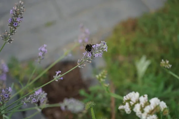 8月に庭のラベンダーの花にバンブルビー ラバンドゥラ Lavandula ラベンダーと呼ばれるミント科ラミア属の植物です ドイツ ベルリン — ストック写真