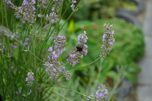 8月に庭のラベンダーの花にバンブルビー ラバンドゥラ Lavandula ラベンダーと呼ばれるミント科ラミア属の植物です ドイツ ベルリン — ストック写真