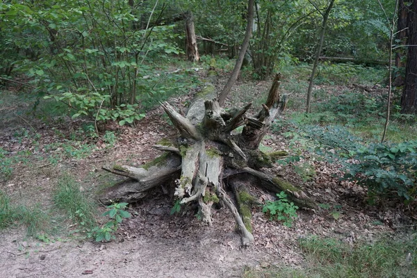 Racine Arbre Tombé Dans Forêt Beau Paysage Forestier Par Jour — Photo