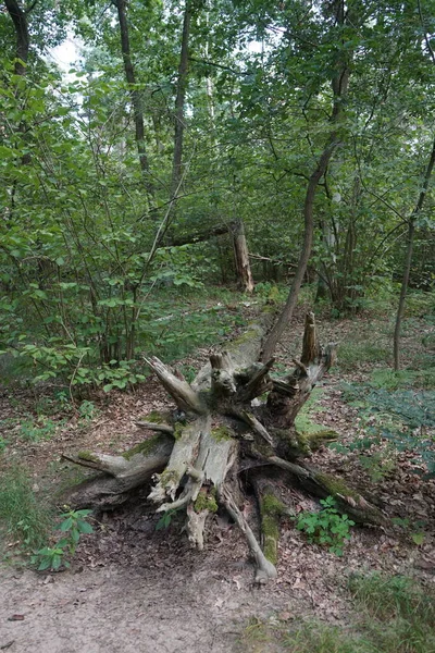 Racine Arbre Tombé Dans Forêt Beau Paysage Forestier Par Jour — Photo