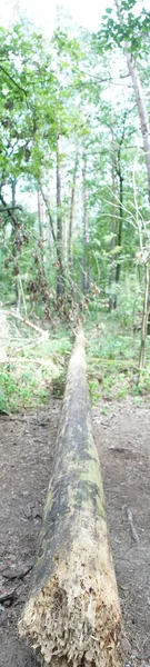 Panorama Fotográfico Uma Árvore Caída Floresta Uma Bela Paisagem Florestal — Fotografia de Stock