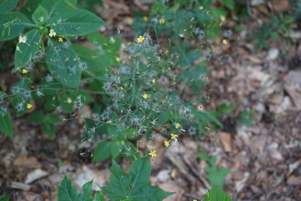 Lactuca Muralis Настенный Салат Является Многолетним Цветущим Растением Племени Cichorieae — стоковое фото