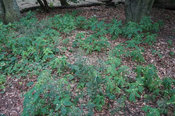 Impatiens Parviflora Una Especie Planta Herbácea Perteneciente Familia Balsaminaceae Berlín —  Fotos de Stock