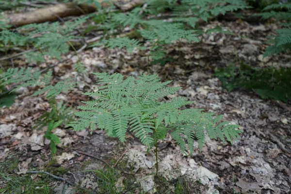 八月森林里的蕨树 即Polypodiopsida或Polypodiophyta 是一组维管植物的成员 这些植物有木质部和韧皮部 通过孢子繁殖 既没有种子 也没有花 德国柏林 — 图库照片