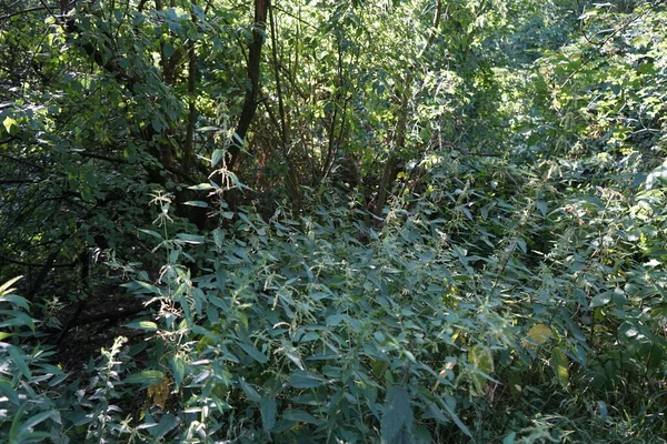 Urtica Dioica 또는스 잎으로 알려져 있으며 Urticaceae 다년생 피우는 식물이다 — 스톡 사진