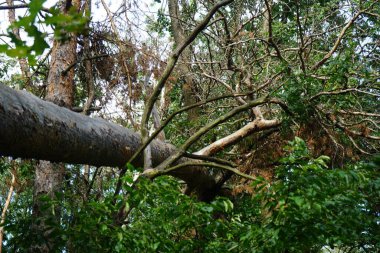 Ağustosta yemyeşil bitki örtüsü olan güzel bir orman manzarası. Berlin, Almanya