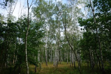 Ağustosta yemyeşil bitki örtüsü olan güzel bir orman manzarası. Berlin, Almanya