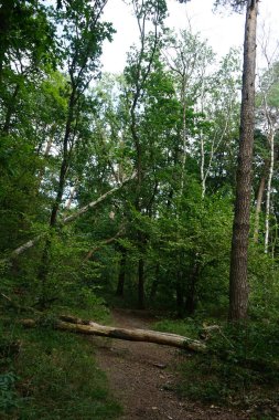 Ağustosta yemyeşil bitki örtüsü olan güzel bir orman manzarası. Berlin, Almanya