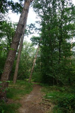 Ağustosta yemyeşil bitki örtüsü olan güzel bir orman manzarası. Berlin, Almanya