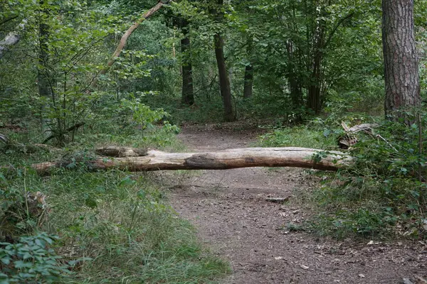 Beau Paysage Forestier Avec Une Végétation Luxuriante Jour Août Berlin — Photo