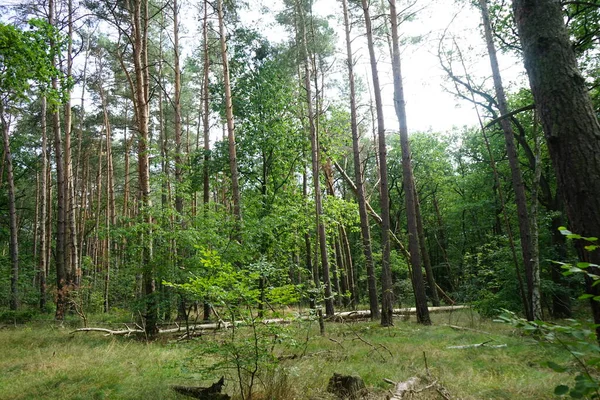 Nádherná Lesní Krajina Bujnou Vegetací Srpnový Den Berlín Německo — Stock fotografie