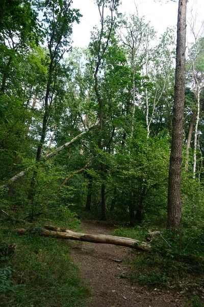 Beau Paysage Forestier Avec Une Végétation Luxuriante Jour Août Berlin — Photo