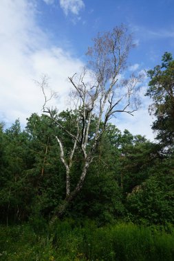 Ağustosta yemyeşil bitki örtüsü olan güzel bir orman manzarası. Berlin, Almanya