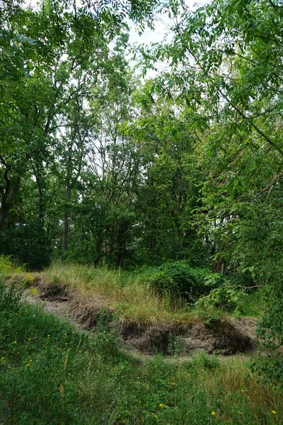 Hermoso Paisaje Forestal Con Exuberante Vegetación Día Agosto Berlín Alemania — Foto de Stock