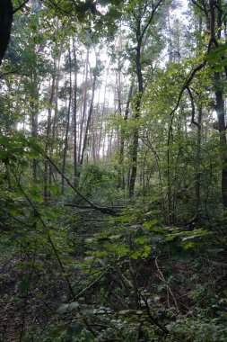 Ağustosta yemyeşil bitki örtüsü olan güzel bir orman manzarası. Berlin, Almanya