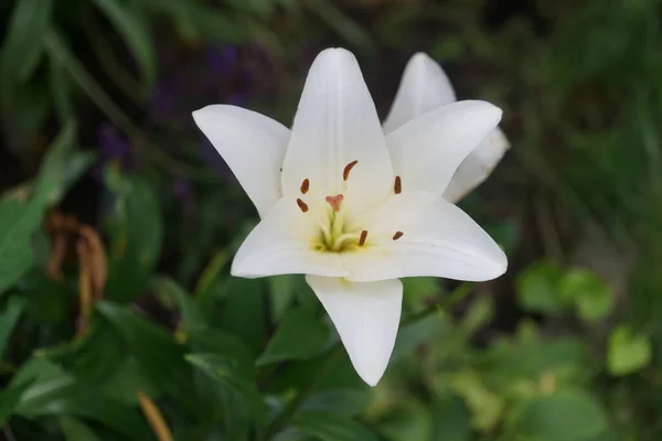 Giglio Bianco Agosto Nel Giardino Lilium Giglio Gigli Veri Genere — Foto Stock