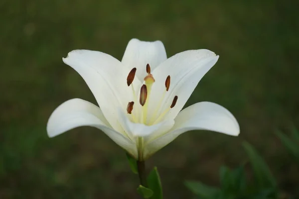 Lirio Blanco Agosto Jardín Lilium Lily True Lilies Género Plantas —  Fotos de Stock