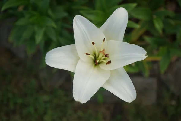 庭の8月の白いユリ 真のユリは 球根から成長する草本の開花植物の属であり すべてが大きな顕著な花を咲かせます ドイツ ベルリン — ストック写真