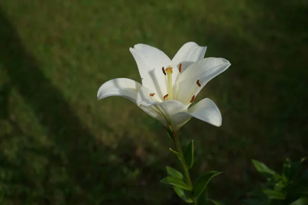 Белая Лилия Августе Саду Lilium Lily True Lililies Род Травянистых — стоковое фото