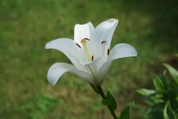 Lirio Blanco Agosto Jardín Lilium Lily True Lilies Género Plantas —  Fotos de Stock