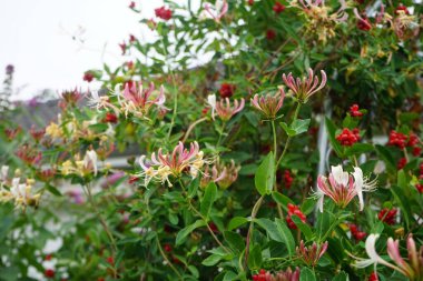 Lonicera periclymenum (hanımeli), Caprifoliaceae familyasından bir hanımeli türü. Berlin, Almanya