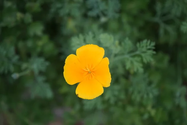 Eschscholzia Californica Uma Espécie Planta Com Flor Pertencente Família Papaveraceae — Fotografia de Stock