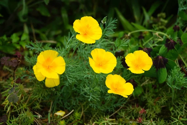 Eschscholzia Californica California Poppy Golden Poppy California Sunlight Cup Gold — Stock Photo, Image