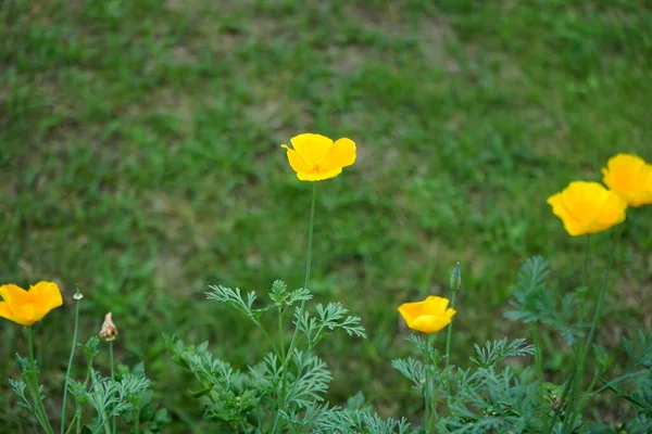 캘리포니아 양귀비 California Poppy 양귀비 Golden Poppy 캘리포니아 California Sunshine — 스톡 사진