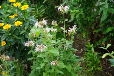 Monarda fistulosa, lamiaceae familyasından bir yabani bitki türü. Monarda yaprakları parlak yeşildir ve saplarında orta büyüklükte pembe çiçek topları vardır. Berlin, Almanya