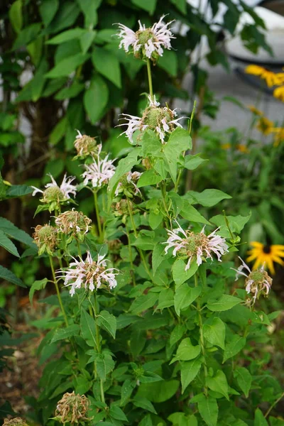 野生のベルガモットや蜂の巣であるモナルダ フィストロサ Monarda Fisturosa ミント科ラミア科の野花です Monardaの葉は明るい緑色で 茎に中くらいのピンクの花ボールがあります ドイツ ベルリン — ストック写真