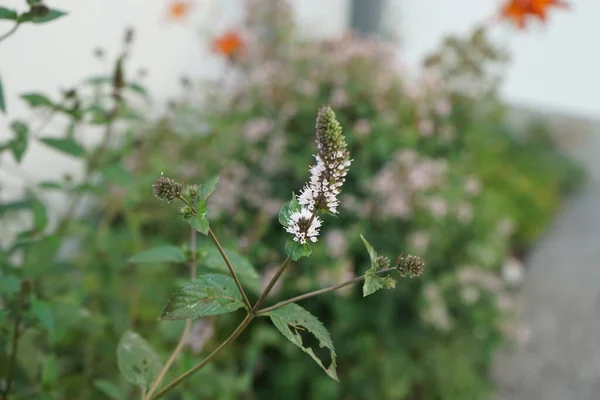 Мятная Мята Mentha Piperita Известная Mentha Balsamea Wild Является Гибридной — стоковое фото