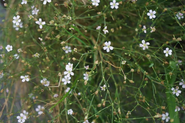 Gypsophila Paniculata Una Especie Planta Fanerógama Perteneciente Familia Caryophyllaceae Berlín — Foto de Stock