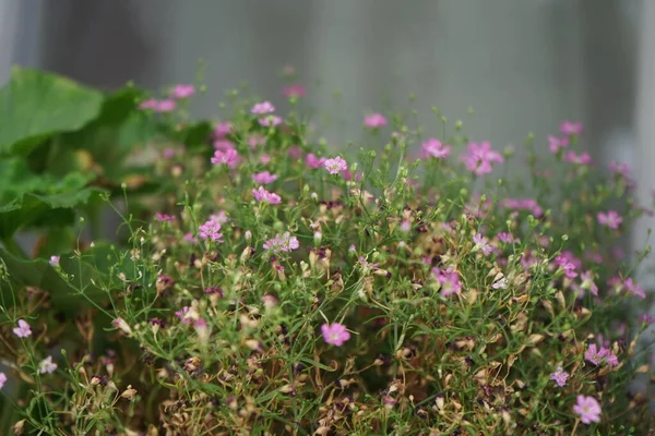 Psammophiliella Muralis Синоним Gypophila Muralis Известный Ежегодная Гипофилла Аморфное Дыхание — стоковое фото