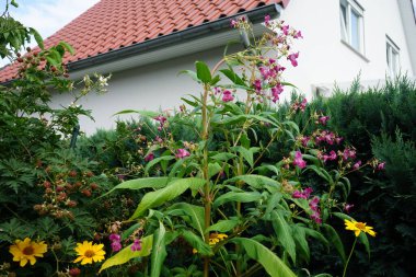 Impatiens glandulifera, polis miğferi, toka topları, bakır toplar, cüce şapkası standı, Himalaya balsam ve dağda-beni-öp, bahçede her yıl yapılan büyük bir bitkidir. Berlin, Almanya 