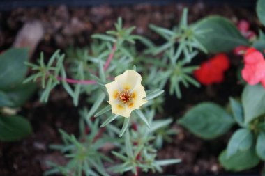 Sarı Portekiz görkemli çiçekleri ağustosta açar. Portulaca grandiflora, Portekizcaceae familyasından sulu bir çiçek bitkisidir. Berlin, Almanya